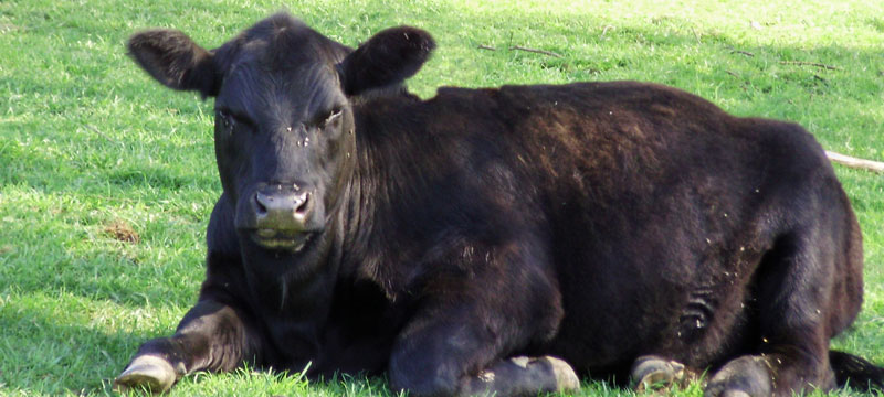 cow